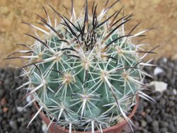 Coryphantha dificilis Cero Bola pot 5,5 cm - 12398088