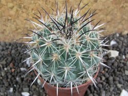 Coryphantha dificilis Cero Bola pot 5,5 cm - 12398089