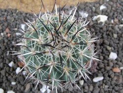 Coryphantha dificilis Cero Bola pot 5,5 cm - 12398090