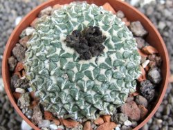 Ariocarpus kotschoubeyanus albiflorus Tula pot 6,5 cm - 12398104