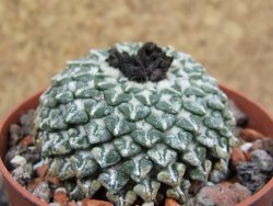 Ariocarpus kotschoubeyanus albiflorus Tula pot 6,5 cm - 12398105