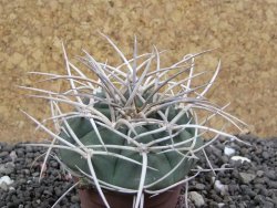 Gymnocalycium cardenasianum JO 604 pot 5,5 cm - 12398109