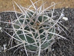 Gymnocalycium cardenasianum JO 604 pot 5,5 cm - 12398110