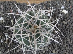 Gymnocalycium cardenasianum JO 604 pot 5,5 cm - 12398111