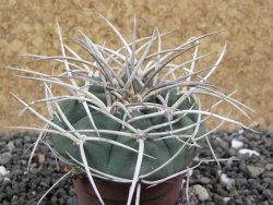 Gymnocalycium cardenasianum JO 604 pot 5,5 cm - 12398112