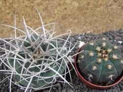 Gymnocalycium cardenasianum JO 604 pot 5,5 cm - 12398113