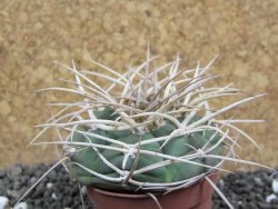 Gymnocalycium cardenasianum JO 604 pot 5,5 cm - 12398115