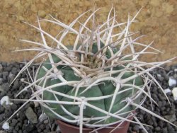 Gymnocalycium cardenasianum JO 604 pot 5,5 cm - 12398116