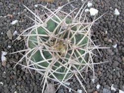 Gymnocalycium cardenasianum JO 604 pot 5,5 cm - 12398117