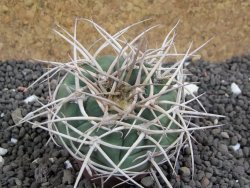 Gymnocalycium cardenasianum JO 604 pot 5,5 cm - 12398118