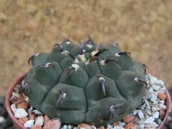 Gymnocalycium vatteri unguispinum, pot 5,5 cm