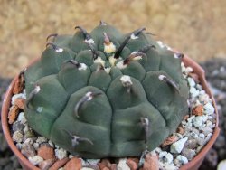 Gymnocalycium vatteri unguispinum, pot 5,5 cm - 12398126