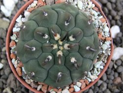 Gymnocalycium vatteri unguispinum, pot 5,5 cm - 12398128