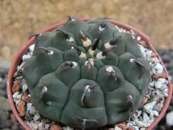 Gymnocalycium vatteri unguispinum, pot 5,5 cm - 12398129