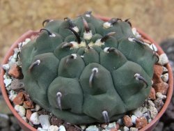 Gymnocalycium vatteri unguispinum, pot 5,5 cm - 12398130