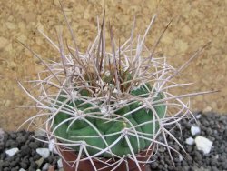 Gymnocalycium mazanense polycephalum VS 46 Cuipan, pot 5,5 cm