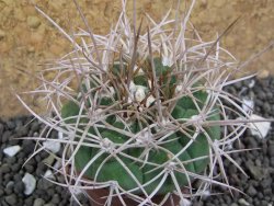 Gymnocalycium mazanense polycephalum VS 46 Cuipan, pot 5,5 cm - 12398132