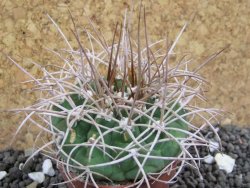 Gymnocalycium mazanense polycephalum VS 46 Cuipan, pot 5,5 cm - 12398133