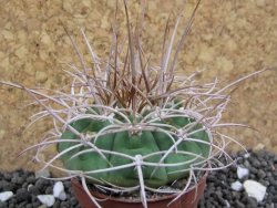 Gymnocalycium mazanense polycephalum VS 46 Cuipan, pot 5,5 cm - 12398134