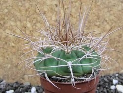 Gymnocalycium mazanense polycephalum VS 46 Cuipan, pot 5,5 cm - 12398135