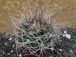 Gymnocalycium mazanense polycephalum VS 46 Cuipan, pot 5,5 cm - 12398137