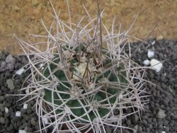 Gymnocalycium mazanense polycephalum VS 46 Cuipan, pot 5,5 cm - 12398138