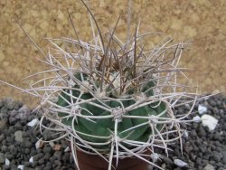 Gymnocalycium mazanense polycephalum VS 46 Cuipan, pot 5,5 cm - 12398139