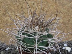 Gymnocalycium mazanense polycephalum VS 46 Cuipan, pot 5,5 cm - 12398140