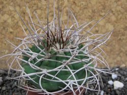 Gymnocalycium mazanense polycephalum VS 46 Cuipan, pot 5,5 cm