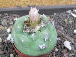 Lophophora difusa, pot 5,5 cm - 12398147