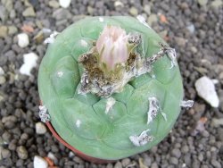 Lophophora difusa, pot 5,5 cm - 12398148