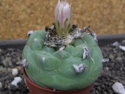 Lophophora difusa, pot 5,5 cm