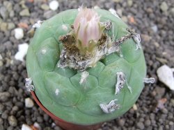 Lophophora difusa, pot 5,5 cm - 12398150