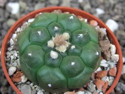 Astrophytum asterias nudum kiko, pot 5,5 cm - 12398151