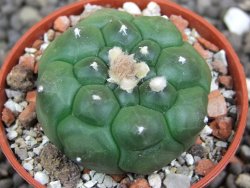 Astrophytum asterias nudum kiko, pot 5,5 cm - 12398153