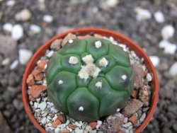 Astrophytum asterias nudum kiko, pot 5,5 cm - 12398154