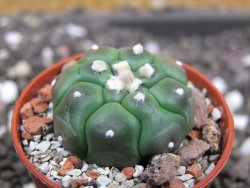 Astrophytum asterias nudum kiko, pot 5,5 cm - 12398155