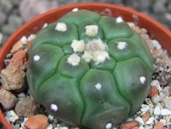 Astrophytum asterias nudum kiko, pot 5,5 cm - 12398156