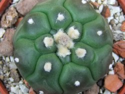 Astrophytum asterias nudum kiko, pot 5,5 cm