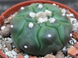 Astrophytum asterias nudum kiko, pot 5,5 cm - 12398158