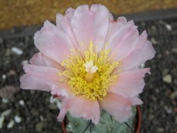 Tephrocactus geometricus pot 5,5 cm - 12398160