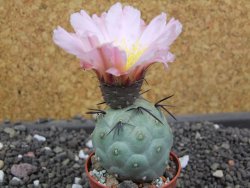 Tephrocactus geometricus pot 5,5 cm - 12398161