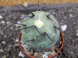 Tephrocactus geometricus pot 5,5 cm - 12398162