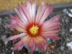 Astrophytum  capricorne X red flower oibo akabana, pot 5,5 cm - 12398170