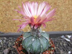 Astrophytum  capricorne X red flower oibo akabana, pot 5,5 cm - 12398171