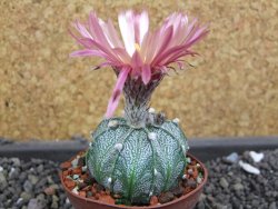 Astrophytum  capricorne X red flower oibo akabana, pot 5,5 cm - 12398172