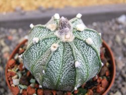 Astrophytum  capricorne X red flower oibo akabana, pot 5,5 cm - 12398173