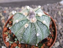 Astrophytum  capricorne X red flower oibo akabana, pot 5,5 cm - 12398174