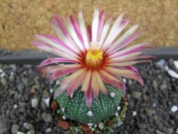 Astrophytum  capricorne X red flower oibo akabana, pot 5,5 cm - 12398175