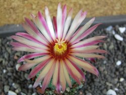 Astrophytum  capricorne X red flower oibo akabana, pot 5,5 cm